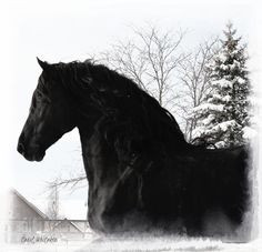 ... horses frisian horses inspiration horses quote http royalgrovest com