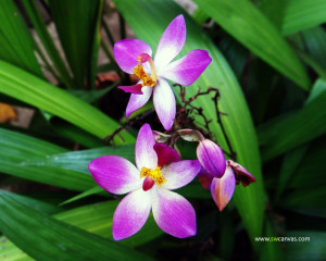 Flower Orchid Wallpaper...