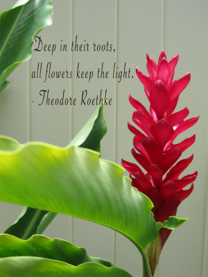 Deep In Their Roots All Flowers Keep The Light Nature Quote