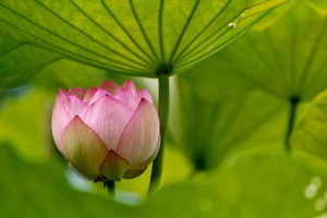 Photography: A Budding Lotus Flower
