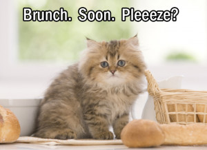Cat Wants Brunch eCard