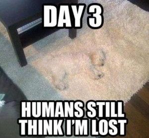 DAY 3 HUMANS STILL THINK I’M LOST…