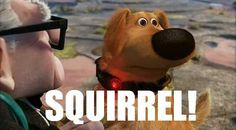 Disney Up! Squirrel! One of my all time favorite movie lines right ...