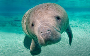 Alpha Coders Wallpaper Abyss Animal Manatee 368375