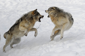 Two wolves fight each other for leadership of the pack.