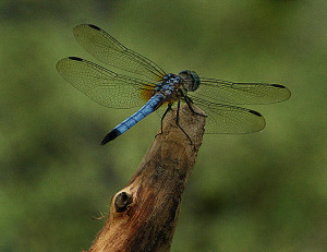 Amazing Dragonfly Insect - Dragonfly Facts, Images, Information ...