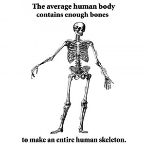 Funny Human Skeleton fact t shirt