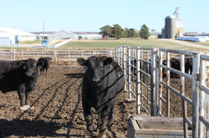 Beef Cattle Prices