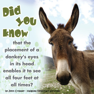 Donkey Wisdom And Quotes