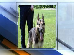 department's most decorated canines who retired in 2009, passed away ...