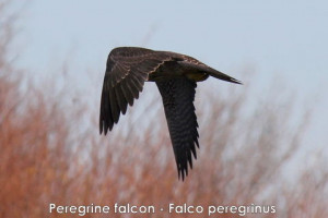 Peregrine Falcon Tommy Holden