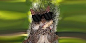 Blind Squirrel Finds a Supreme Court Nut