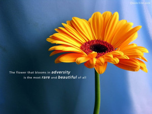 The Flower That Blooms in Adversity – MORE INFO