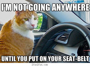 Put on your seat belt