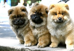Chow Chow puppies.