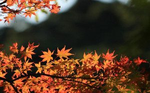 Autumn Scenery HD Wallpaper 27