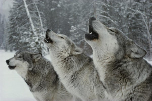 Trio Of Gray Wolves, Canis Lupus Photograph