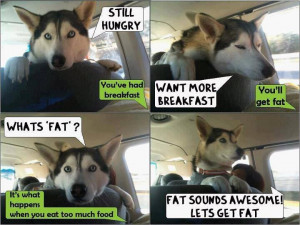 ... Funny Pictures // Tags: Funny dog in car - Still hungry // May, 2013