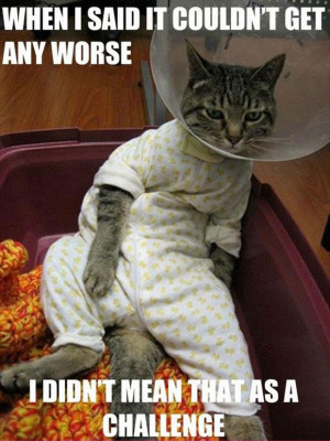 Funny kittens & cat pictures with captions