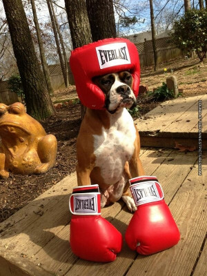 boxing boxer