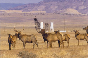 Lee Ranch Elk Reclaimed...