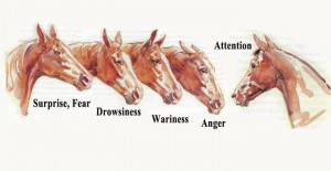 is everything! #ears: Horses Ears, Hors Ears, Things Horses, Horses ...