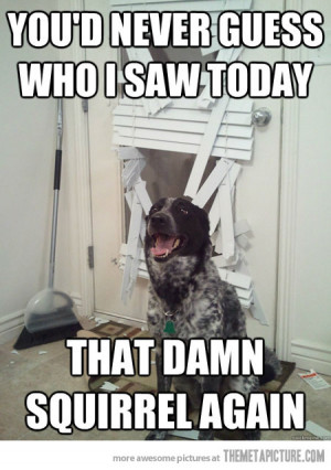 funny dog smashed window blinds