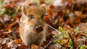 Messy baby boar playing in the autumn forest. “No spring nor summer ...