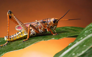 Cricket Insect Images, Pictures, Photos, HD Wallpapers