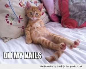 cute cat lolcat animal feet paws do my nails bed lying funny pics ...