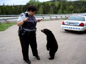 The Daily Life of the Police Officer… (56 pics)