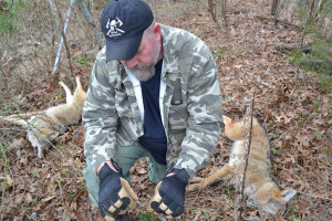 Setting Snare Traps for Coyotes