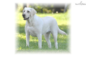 akc-registered-whiteivory-yellow-lab-puppiesdog-labrador-retriever ...