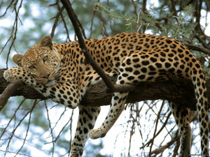 Big Cat Lying On Tree
