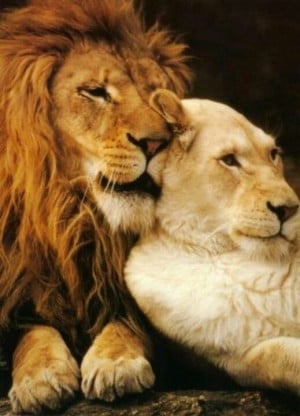 lion and his lioness.