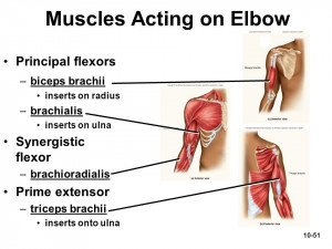 Appendicular Muscle Slide Identification Quiz Muscles That Move