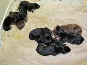 AKC Red/Black Doberman Puppies