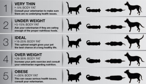 Body Condition Score Chart for Dogs