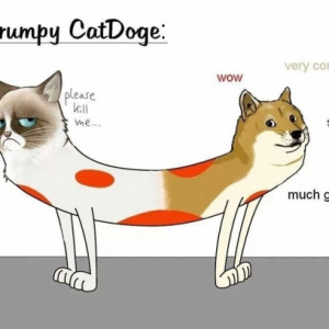 Grumpy Cat Meets Doge Meme, So Cat, Very Connection