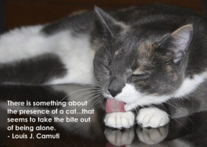 Cat cleaning quote
