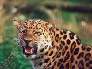Description Charging Leopard