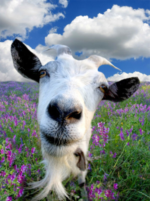 Don’t Milk the Billy Goat and Other Lessons about Oral Argument