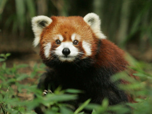 red panda hqworld net high quality sport and celebrity photos