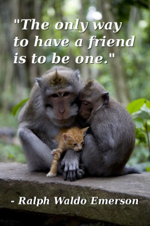 Funny Monkey Quotes