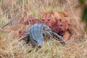 Lion Kills Crocodile