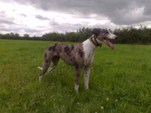 collie x greyhound - Lurcher & Sighthound Discussion - The Hunting