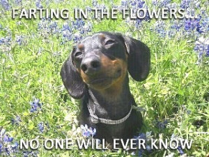 Farting In The Flowers No One Will Ever Know - Flower Quote