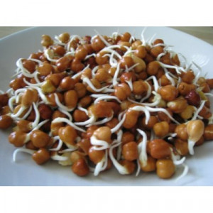 chana sprouts product code chana sprouts availability in stock price