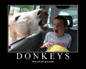 funny donkey