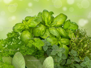 Fresh Herbs